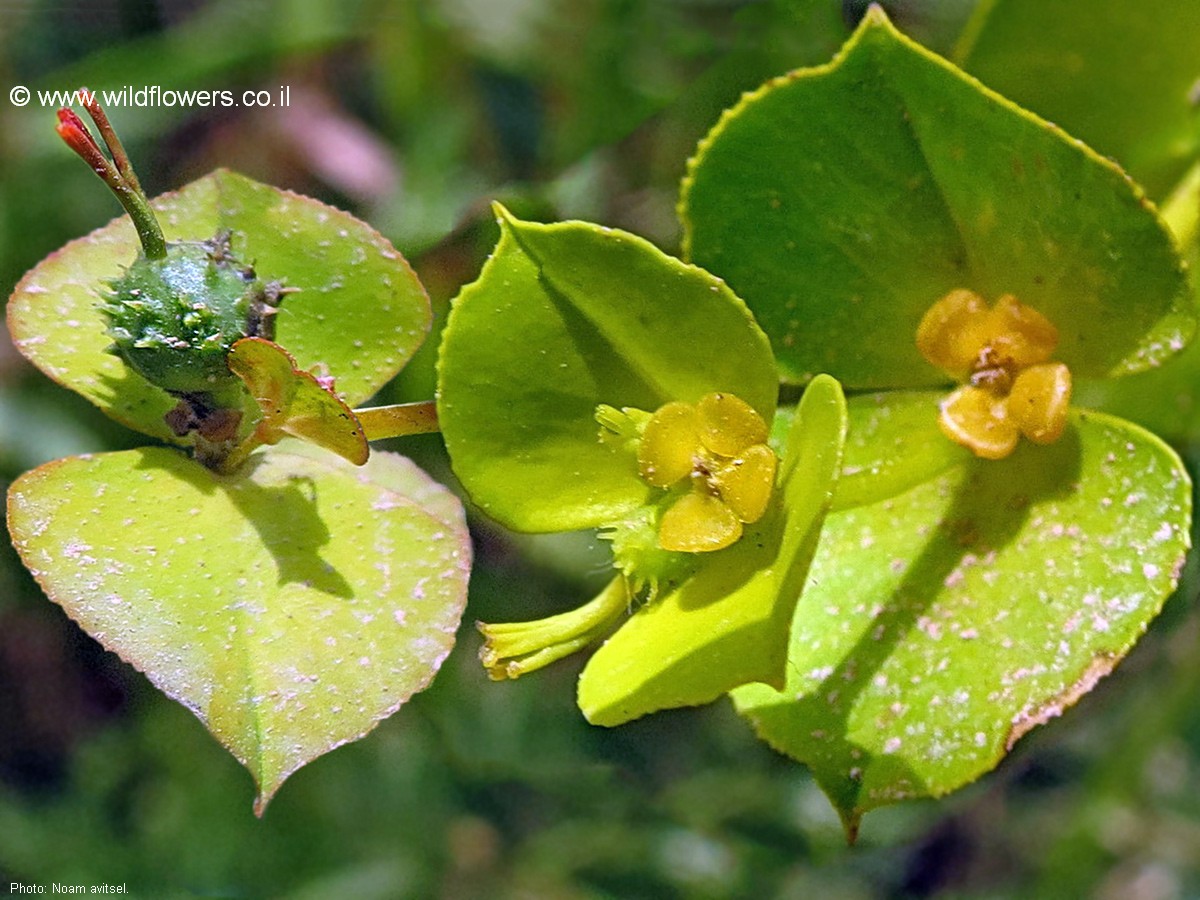 Euphorbia valerianifolia